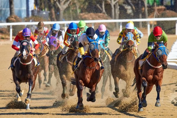 Horses racing on a dirt track during a competitive stakes race, reflecting the open 2026 Preakness Stakes odds field.